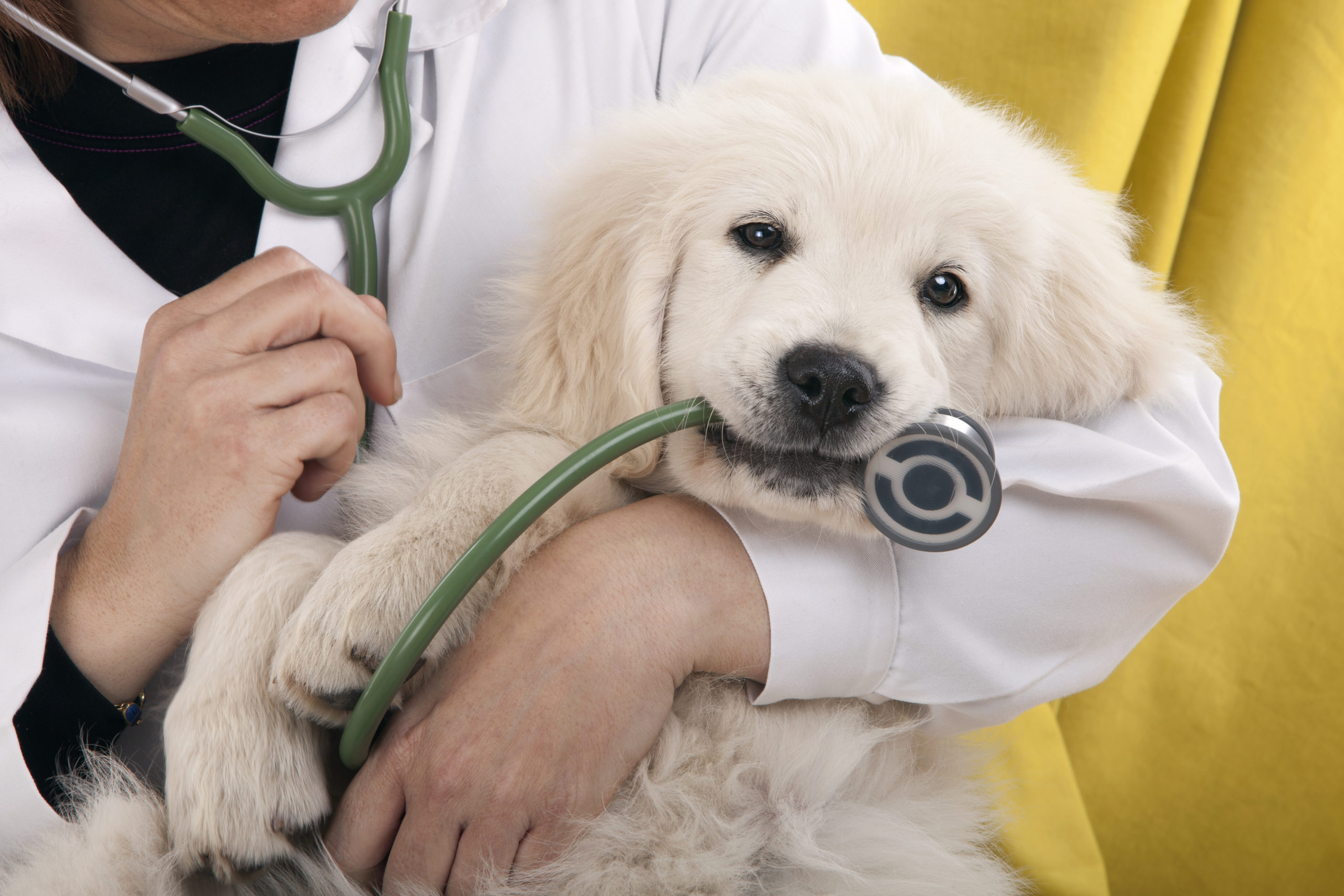 puppy with veterinarian