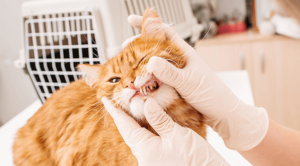 cat receiving dental check