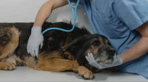 dog at the veterinarian