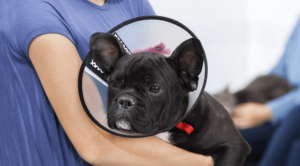 puppy with elizabethan collar